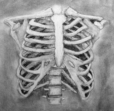 Ribcage Drawing