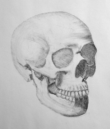 Skull Drawing